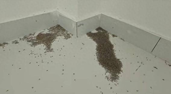 皇冠信用網账号注册_河南极端高温 蚊子都被热死皇冠信用網账号注册了