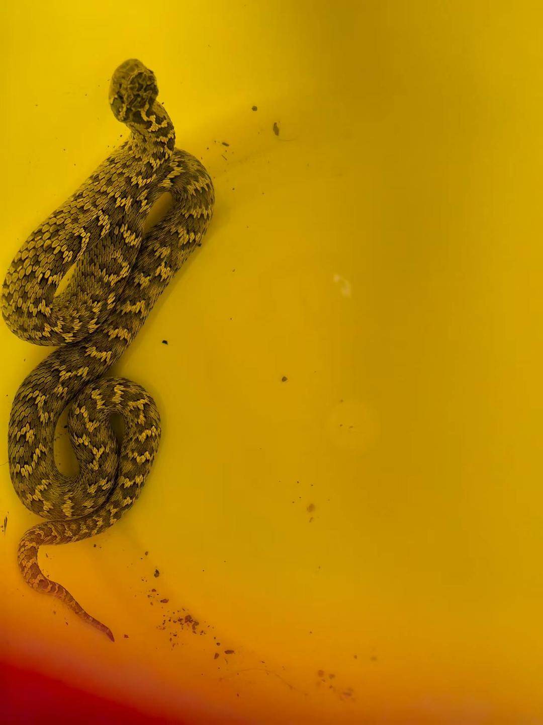 皇冠信用網怎么租_青海一男子被罕见剧毒阿拉善蝮蛇咬伤皇冠信用網怎么租，因无血清一度想放弃治疗 警车开道转运700公里救命