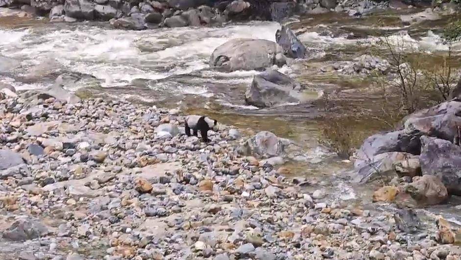 皇冠皇冠平台_游客在陕西龙吟峡偶遇大熊猫过河皇冠皇冠平台，景区：系纯野生秦岭大熊猫，今年首次发现