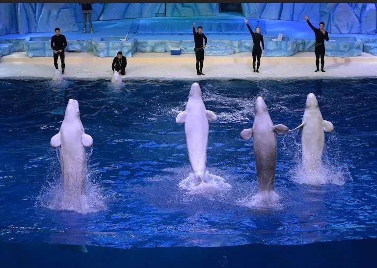 皇冠信用网代理出租_宁愿全部安乐死皇冠信用网代理出租，也不给中国？加拿大养不起30头白鲸，中国愿接手，然而...