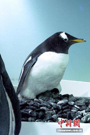 皇冠信用盘去哪里弄_广州正佳极地海洋世界诞生今年第一只南极小企鹅