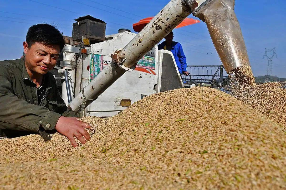 皇冠信用网代理平台_200万吨大豆烂港！巴西主动降价皇冠信用网代理平台，中国转头下单三船美国大豆，巴西自食其果了