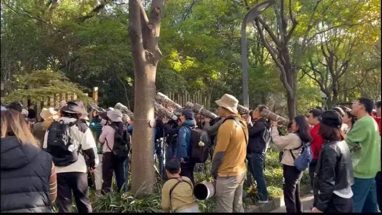 皇冠球网怎么做代理_百年罕见！首次在上海被目击皇冠球网怎么做代理，有人专门从北京“打飞的”赶来