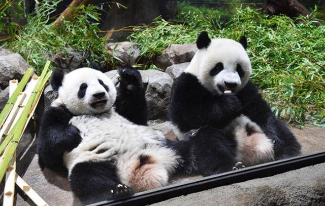 皇冠手机登入网址_日本等了30多天皇冠手机登入网址，终于在韩国见到中国官员，却发现中方早留了后手