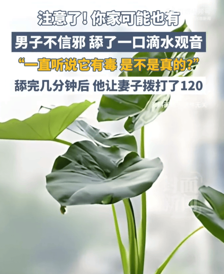 皇冠信用网如何申请
_“真有毒吗?”浙江男子不信邪皇冠信用网如何申请
,切下滴水观音舔了一口,几分钟后喉咙出现灼烧感,紧急送医,差点没命