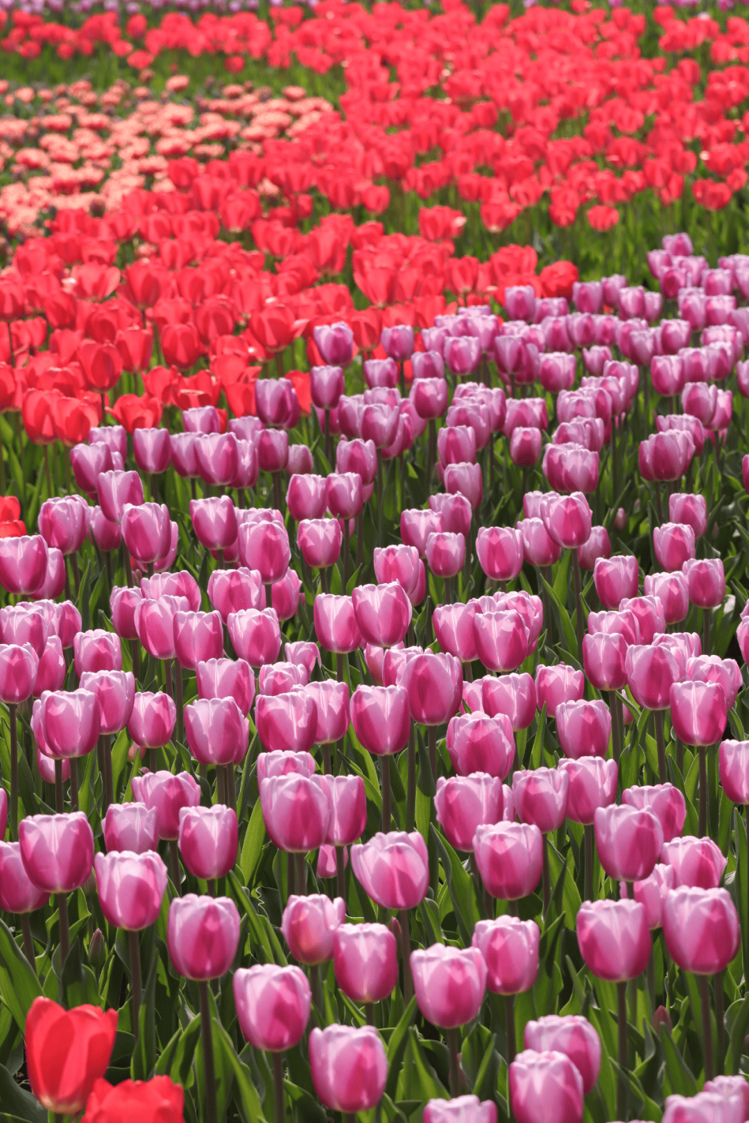 皇冠信用网代理登1 _飙到20℃！杭州人注意皇冠信用网代理登1 ，大反转来了！时间已确定......