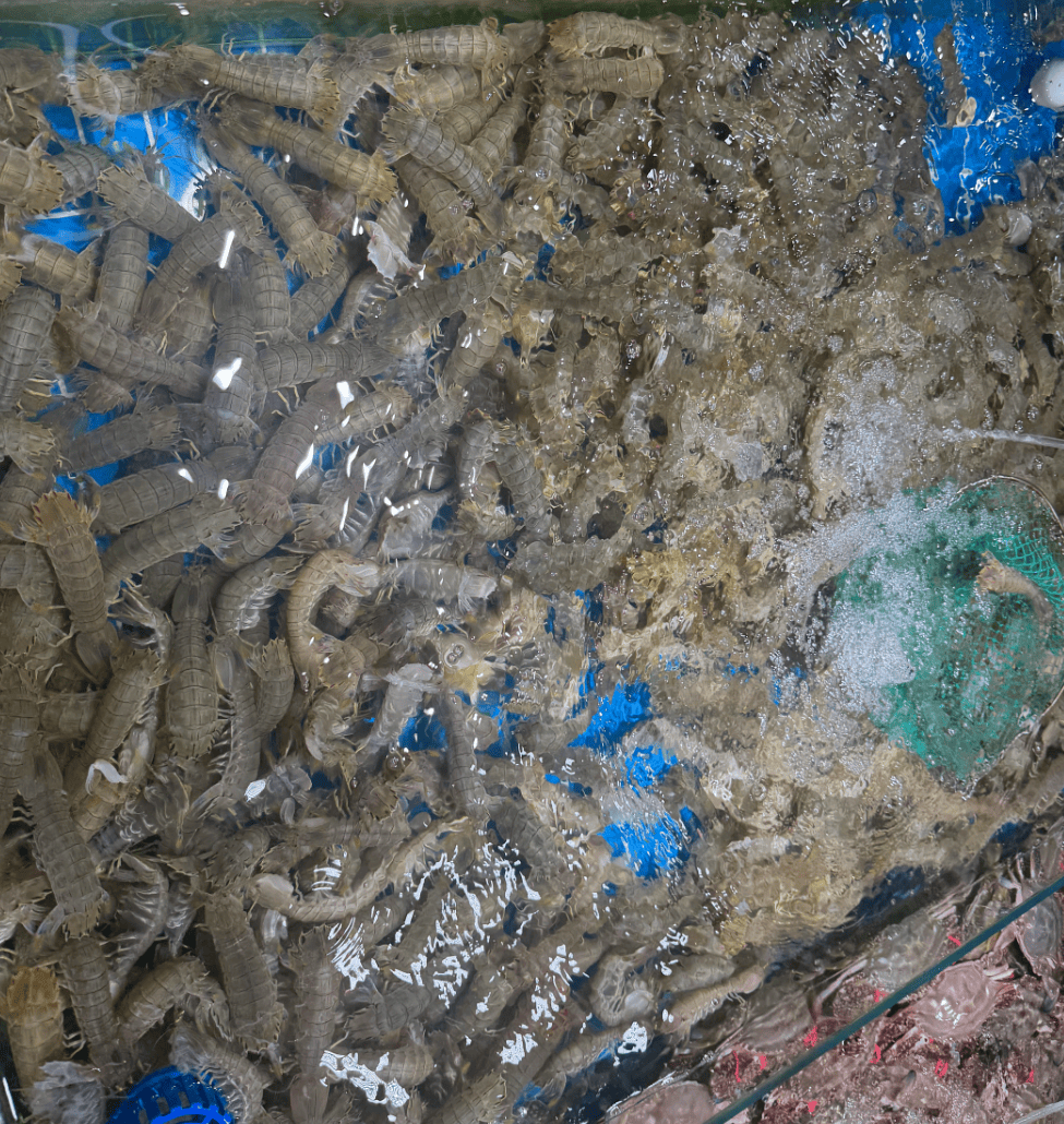 皇冠信用网最新地址_价格猛降！山东大批量上市皇冠信用网最新地址，济南商贩：“到下午基本就卖光了”