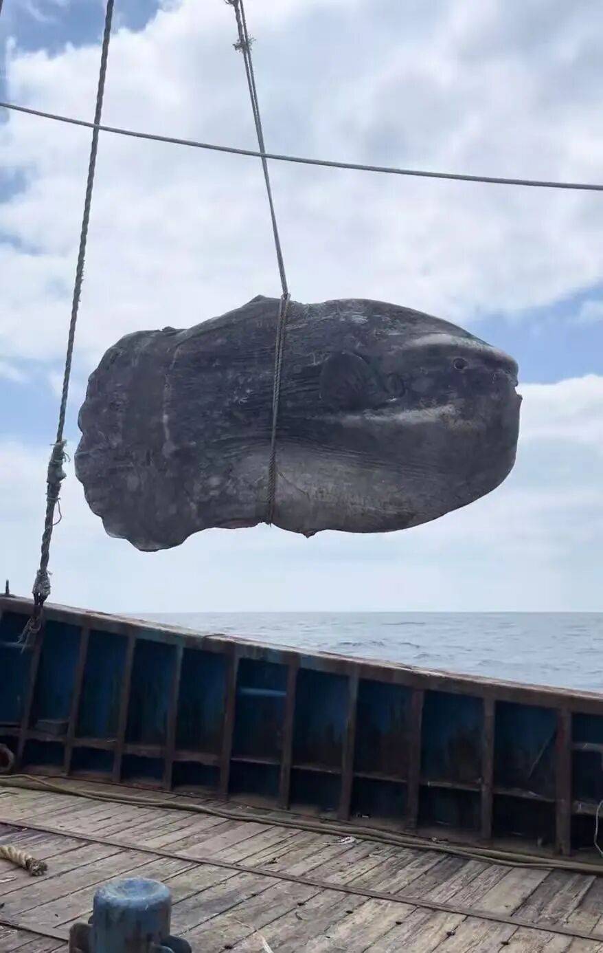 世界杯现金买球
_还以为是大石头!浙江舟山渔民捕获300多斤翻车鱼世界杯现金买球
,已放归大海